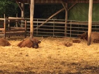 Schottische Hochlandrinder/ Highland cattle