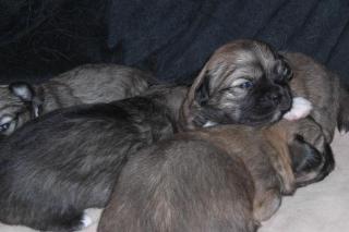 Tibet-Spaniel Welpen aus Hobbyzucht