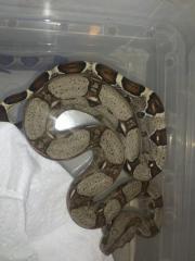3, 5 Boa Constrictor Imperator Kolumbieaner Jungtiere DNZ 05/2012 Guyana Rotsch