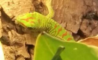 Großer madagasiacher Taggecko Phelsuma mad. grandis NZ abzugeben