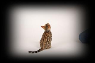 Katzen ür Allergiker, 2 Bengal Mädchen zucht o. Liebhabertiere