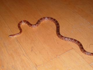 Verkaufe Kornnatter Pantherophis guttatus