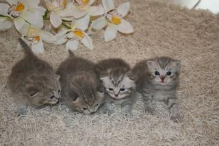 4 Wunderschöne BKH- Kitten