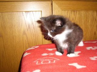 2 reinrassig Maincoon Kitten abzugeben