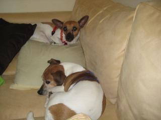 Jackrusselweibchen