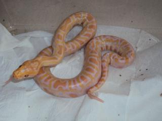 Wunderschöne Albino Tigerpythonbaby
