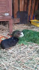 2 Meerschweinchen suchen neues Zuhause