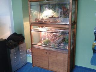 2 terrarien Kornnatter Zwergphyton