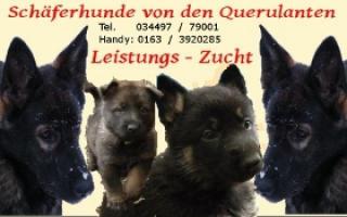 Schäferhundwelpen, gerade Rücken, HD/ED-Freie Elterntiere SV-papiere,