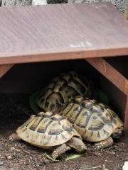 Gruppe Landschildkröten