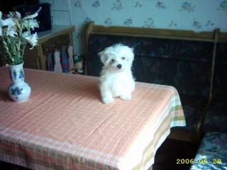 Malteser