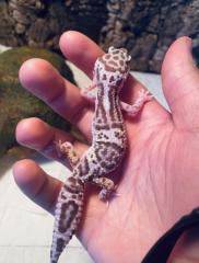 0. 1 Leopardgecko