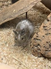 Degu männlich gescheckt