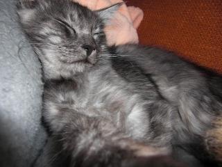 Suche Maine Coon Deckkater