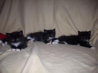 SIBIRISCHE WALDKATZE/MAINE COONE BABYS