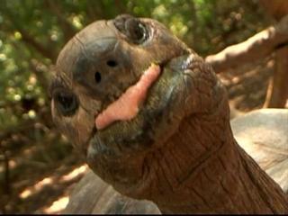 Große Sulcata und Stigmochelys gesucht - Spornschildkröte Pantherschildkröte
