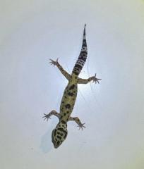 Leopardgeckos