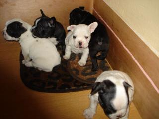 Französische Bulldoggen Welpen