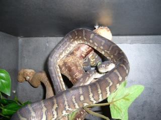 Boa constriktor imperator 1. 1 06 und morelia bredli 1. 1 09 und Becken abzugeben