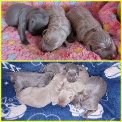 Labrador Welpen mit Papiere