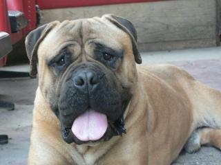 Bullmastiff Rüde mit perfekter genetischer Stammung, starkem Knochen und guter