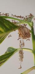 Rhombodera Magaera Mantis, Gottesanbeterin L3