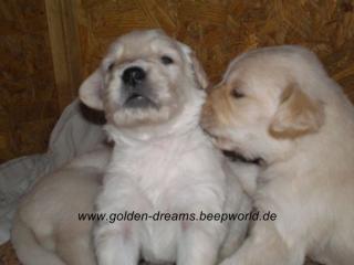 Golden-Retriever Welpen