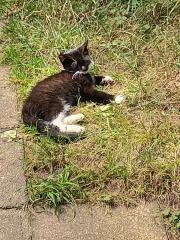 Süße junge Katzen in liebevolle Hände abzugeben