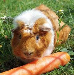 MÄXCHEN - männlich 5 Jahre Meerschweinchen Kastriert