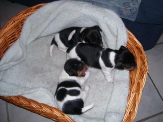 Jack Russel Terrier Welpen