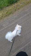 Kleine Maus sucht