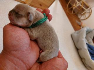 Welpen Französische Bulldoggen