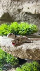 Crotaphytus collaris collaris Halsbandleguan