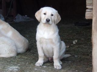 Labrador-Goldenretriever Mix Welpen zu verkaufen