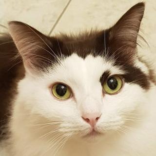 MERLIN - männlich 10 Jahre Birma-Perserkatze-Türkisch Van Kastriert