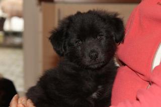 Berger des Pyr n es - Welpe Kurzhaar, reinrassig, franz. Hütehund, für Hunde