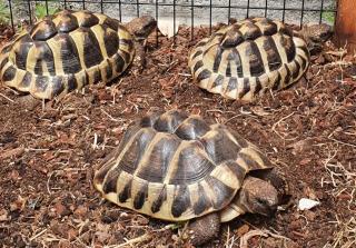 Drei griechische Landschildkröten