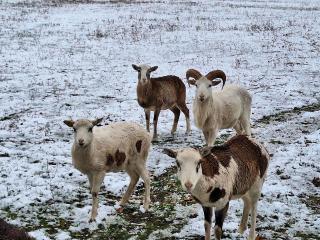 Mufflon Widder Wildschaf Muffelwild