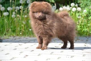 Pomeranian