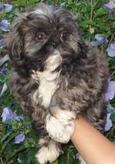 Shih-Tzu Welpen