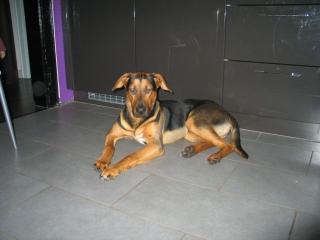 Odin sucht ein neues Zuhause