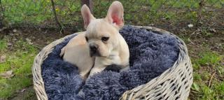 Französische Bulldoggen Welpen .