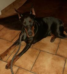 Schöne Dobermann Hündin