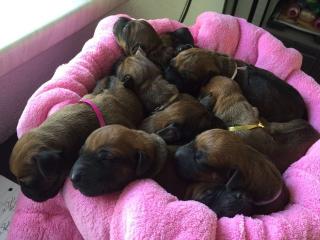 Rhodesian Ridgebackwelpen aus Championverpaarung