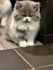 Reinrassige BLH Kitten mit Ahnentafel