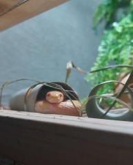 Weibl. Butter Kornnatter mit Terra Thermostat, Zeitschaltuhr usw