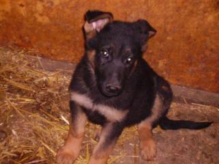 Schäferhund welpen