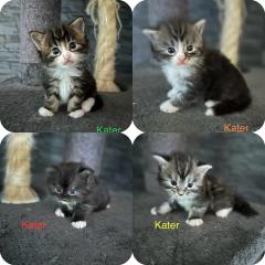 4 Maine Coon Kitten Kater
