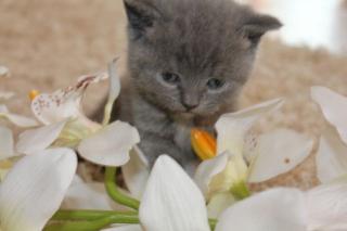 Reinrassige BKH- Kitten in Blau Karthäuser
