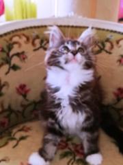 Maine Coon Kittenmädchen mit Stammbaum abgabebereit